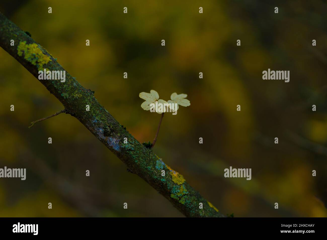 Piccolo ramo di nuova produzione su un vecchio ramo coperto di muschio su un albero deciduo, profondità di campo poco profonda, bokeh con bella sfocatura Foto Stock