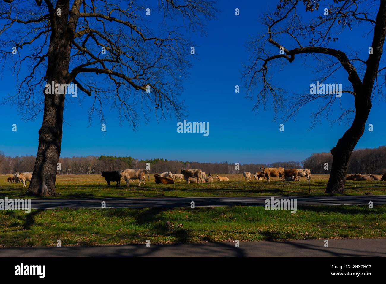 Mucca mandria in primavera su un pascolo, una strada di campagna in primo piano Foto Stock