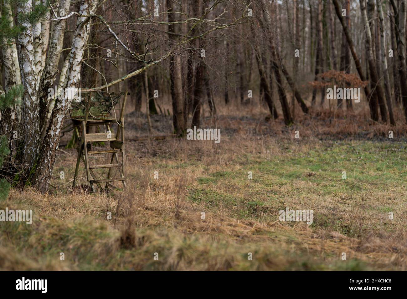 Alto sedile per cacciatori al bordo di una foresta, profondità di campo poco profonda Foto Stock