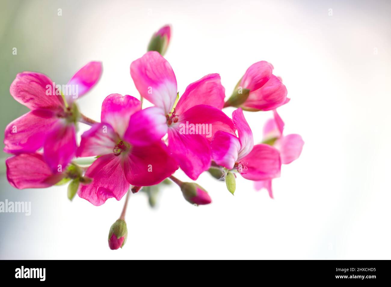 Fiori di geranio Foto Stock