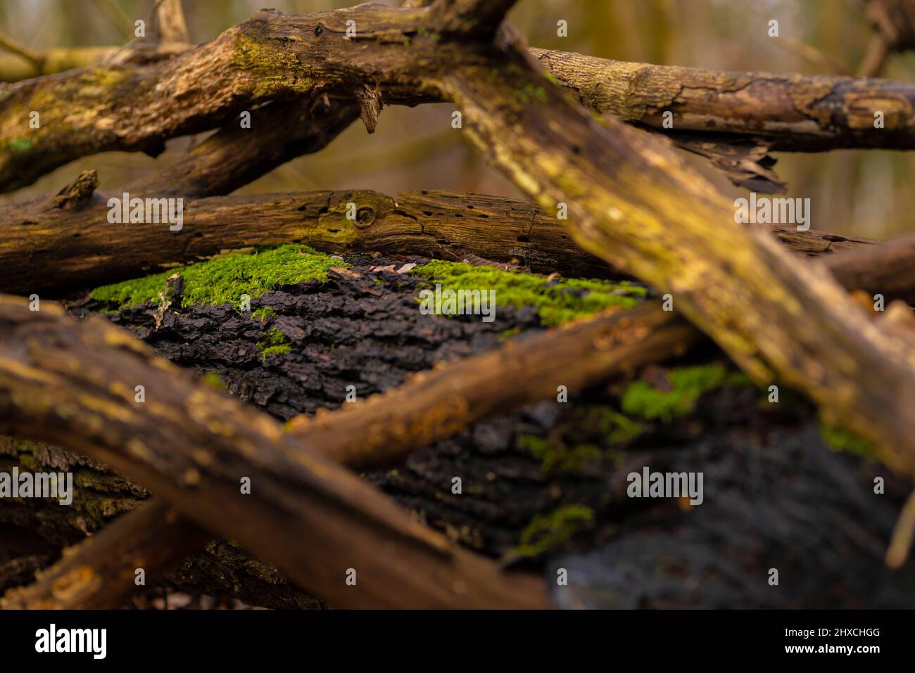 Legno morto su un tronco di quercia sdraiato sopraffolto di muschio, profondità di campo molto bassa, bokeh bello morbido e blurry Foto Stock