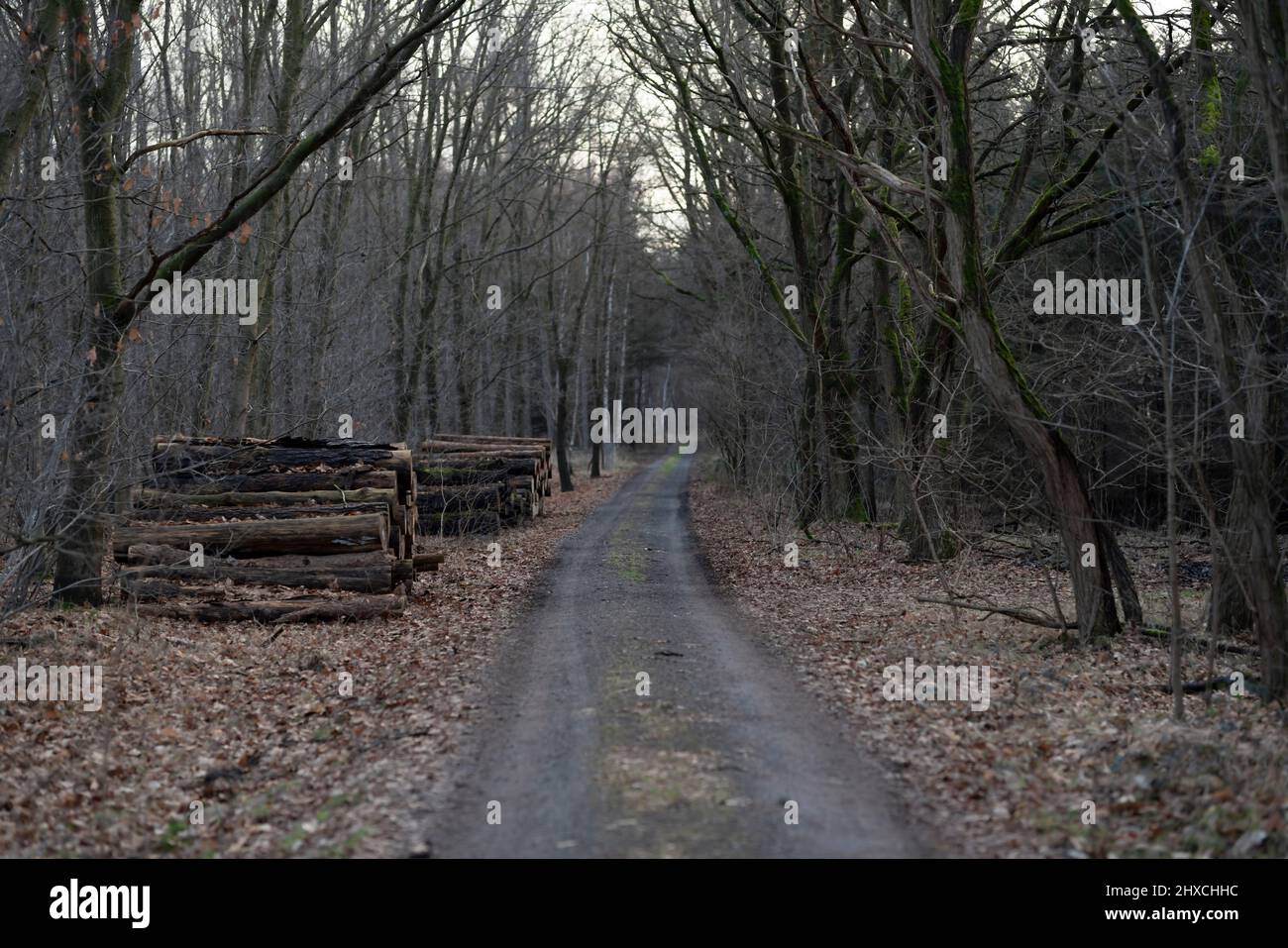 Strada forestale in una foresta in inverno, mucchi di legno lungo il percorso, profondità di campo poco profonda, bella bokeh morbido Foto Stock
