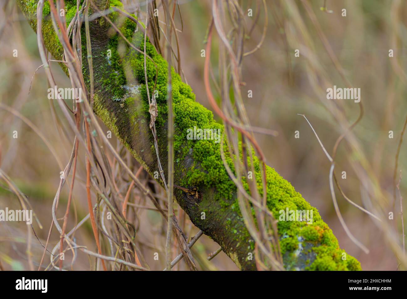 Rametto coperto di muschio in inverno, profondità di campo molto bassa, bello bokeh morbido e sfocato Foto Stock
