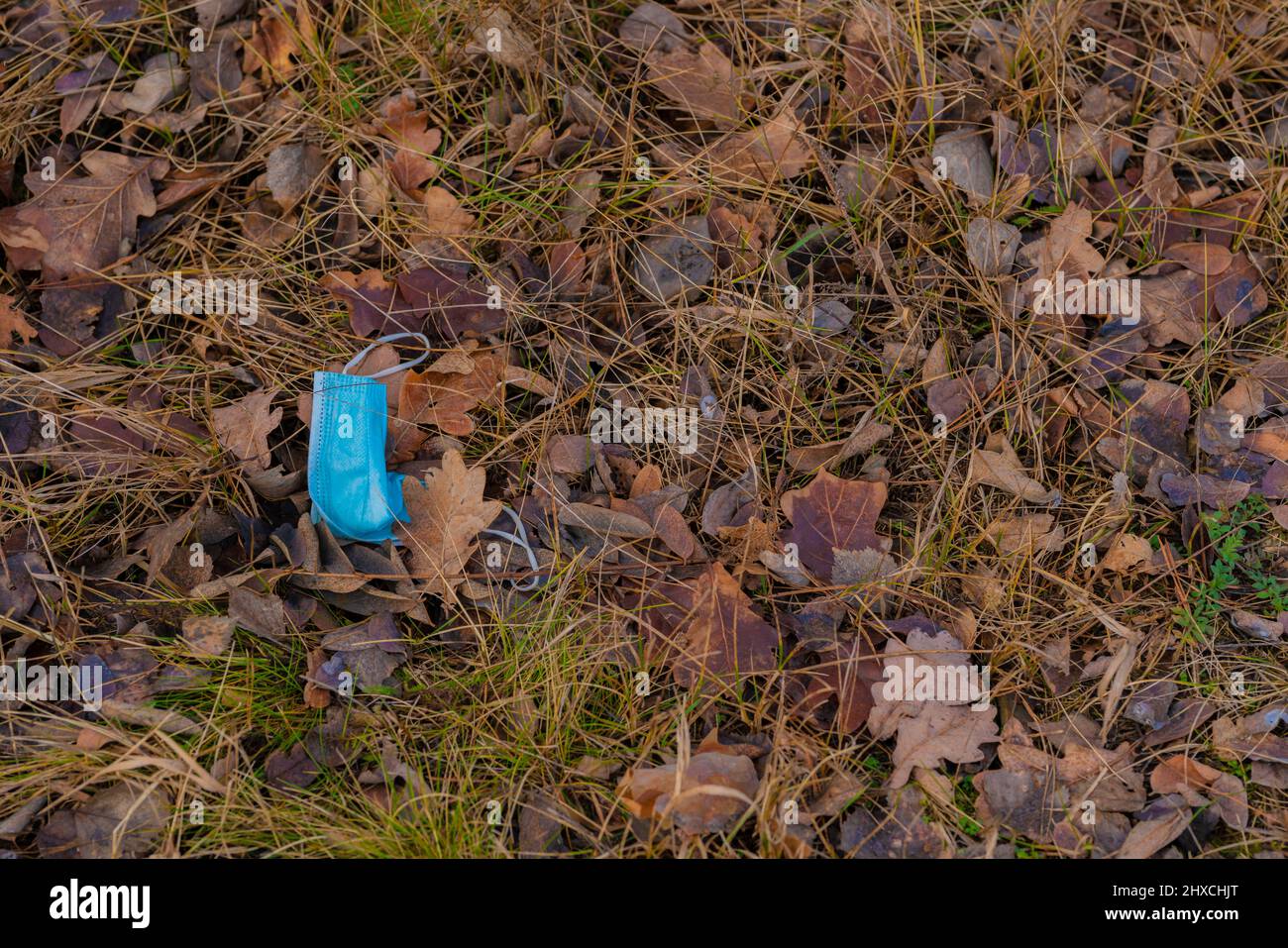 Dismesso incautamente di maschera chirurgica nella foresta nella pandemia di Corona, inquinamento Foto Stock