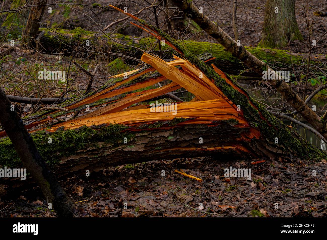 Rovinata e rotta quercia in una foresta, danni tempesta Foto Stock