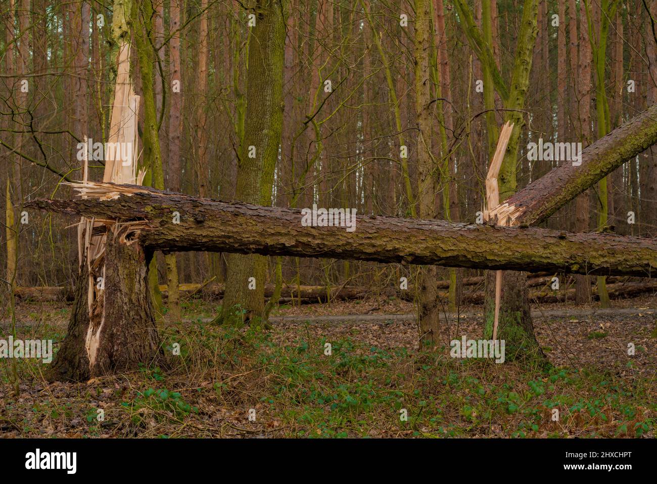 Due grandi alberi di abete rotto dopo una tempesta nella foresta, danno tempesta Foto Stock