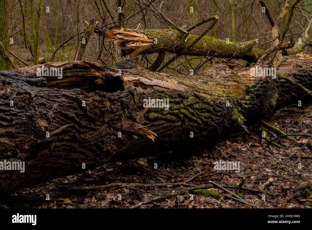 Grande albero di quercia morto rovesciato in una foresta, danno di tempesta Foto Stock