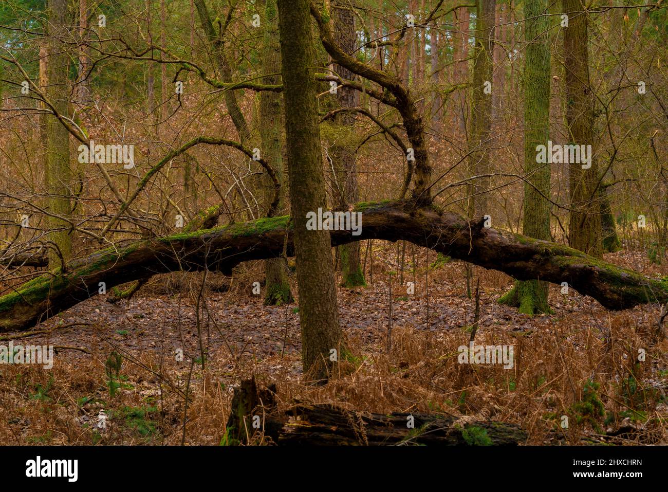 Bosco deciduo in inverno, vecchio grande albero piegato si trova sul pavimento della foresta Foto Stock