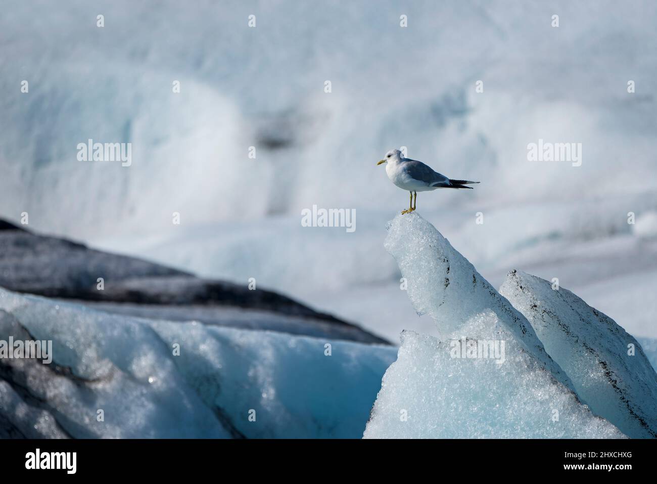 Gabbiano comune (Larus canus) seduto su un iceberg, Jökulsárlón laguna glaciale, Parco Nazionale Vatnajökull, Islanda Foto Stock