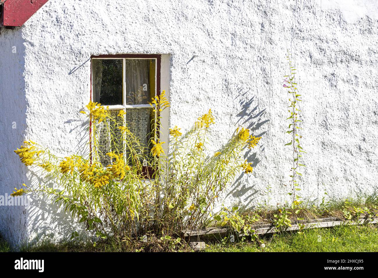 Golden Rod fiorito fuori dalla finestra di un cottage nel villaggio di Carrbridge, Highland, Scozia Regno Unito. Foto Stock
