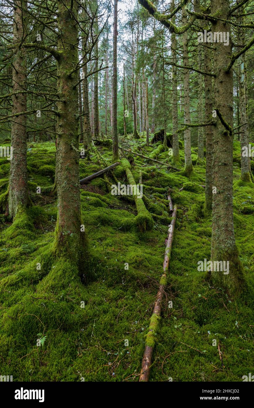 Muschio coperto alberi in Whinlest Forest, Lake District, Inghilterra Foto Stock