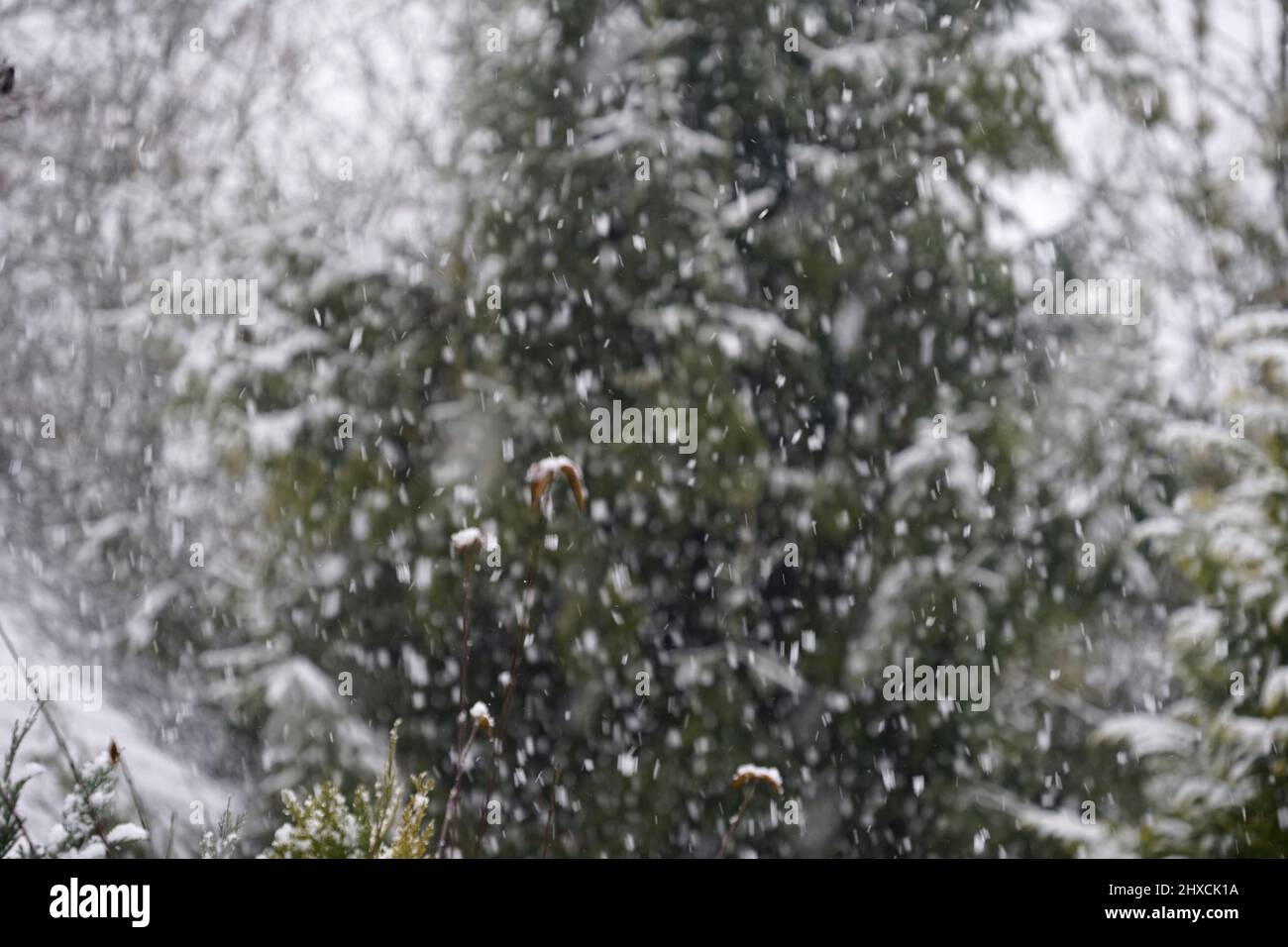 Germania, Baviera, alta Baviera, distretto di Altötting, inverno, neve deriva, abete rosso Foto Stock