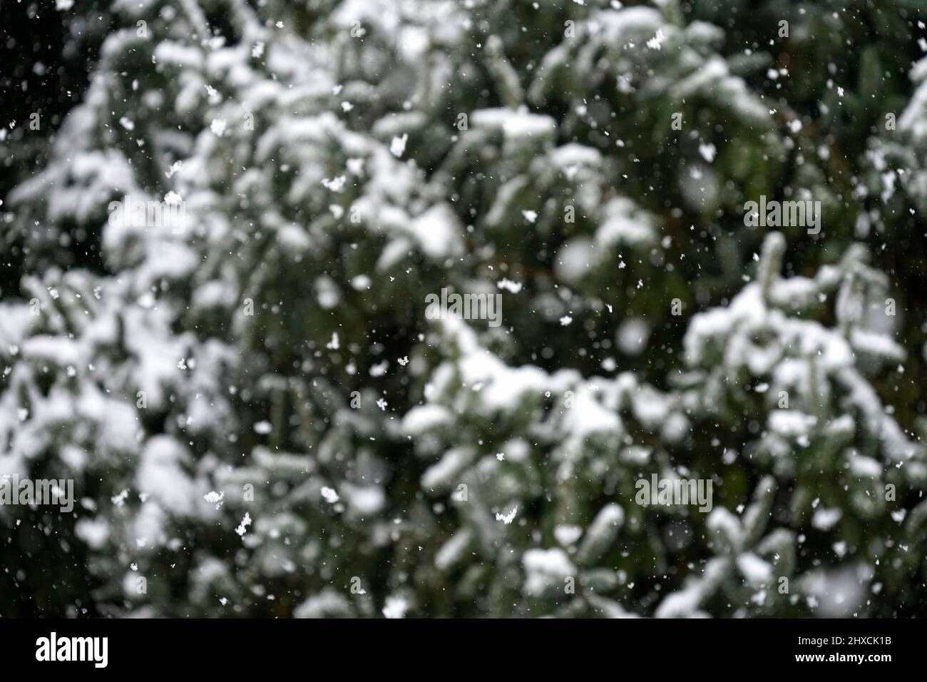Germania, Baviera, alta Baviera, distretto di Altötting, inverno, neve deriva, abete rosso Foto Stock