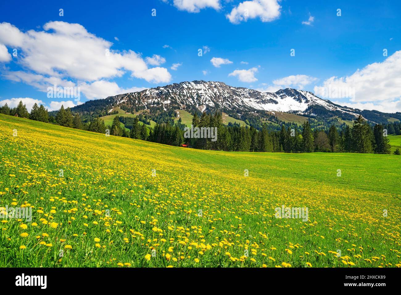 Primavera nella Allgäu vicino Oberjoch. Vista su Kühgundkopf e Iseler. Prato fiorito con dente di leone di fronte alle montagne innevate sotto il cielo blu. Baviera, Germania, Europa Foto Stock