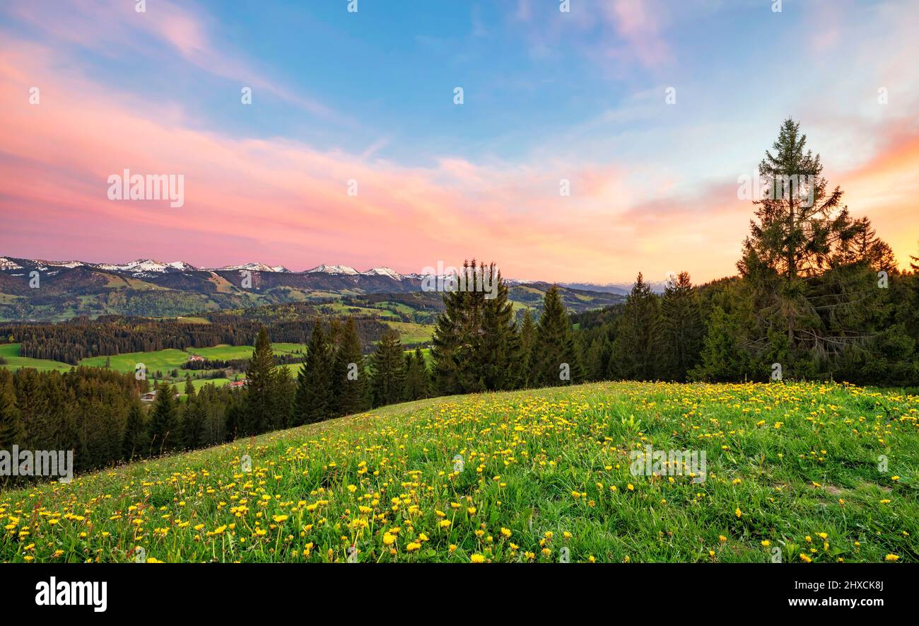 Tramonto in primavera a Allgäu. Prati fioriti, foreste e montagne innevate sotto il cielo nuvoloso colorato. Baviera, Germania, Europa Foto Stock