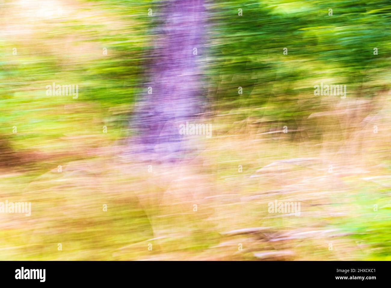 Giardino, astratto, carta da parati Foto Stock