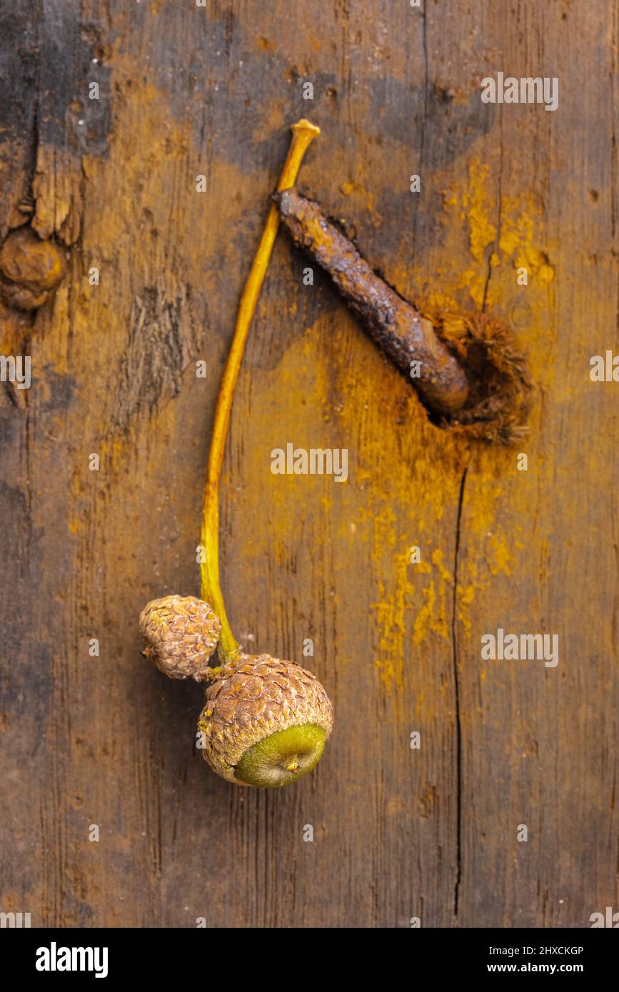 superficie in legno con unghie arrugginite e frutta acorno, immagine di sfondo Foto Stock