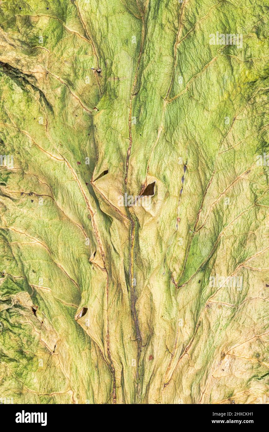 Una foglia di rabarbaro essiccante, immagine di sfondo, a dimensione intera Foto Stock