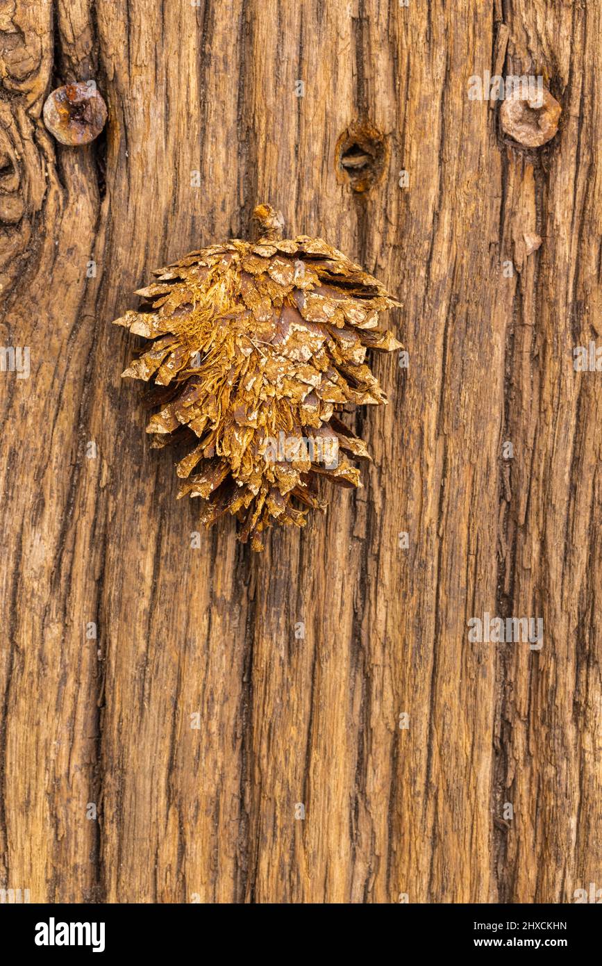 superficie in legno intemperiato con chiodo arrugginito, cono di pino, immagine di sfondo Foto Stock
