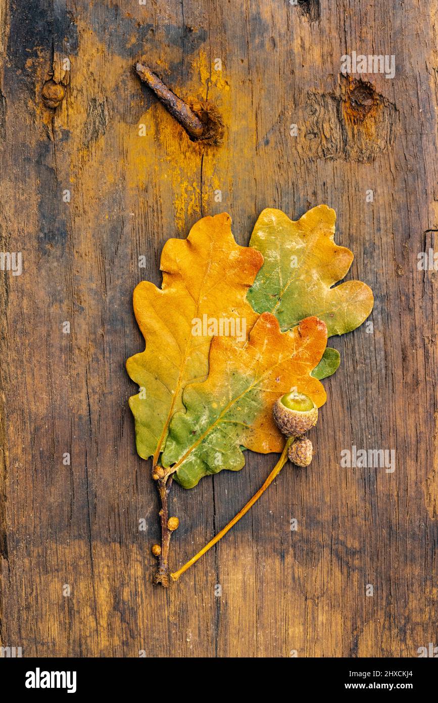 superficie in legno intemperiato con chiodo arrugginito, foglia di rovere e immagine di sfondo acorno Foto Stock