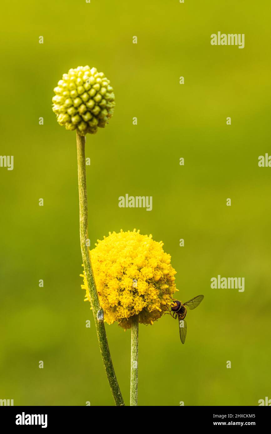 Craspedia Beauty' (Billy Buttons) fiore, bastone Foto Stock