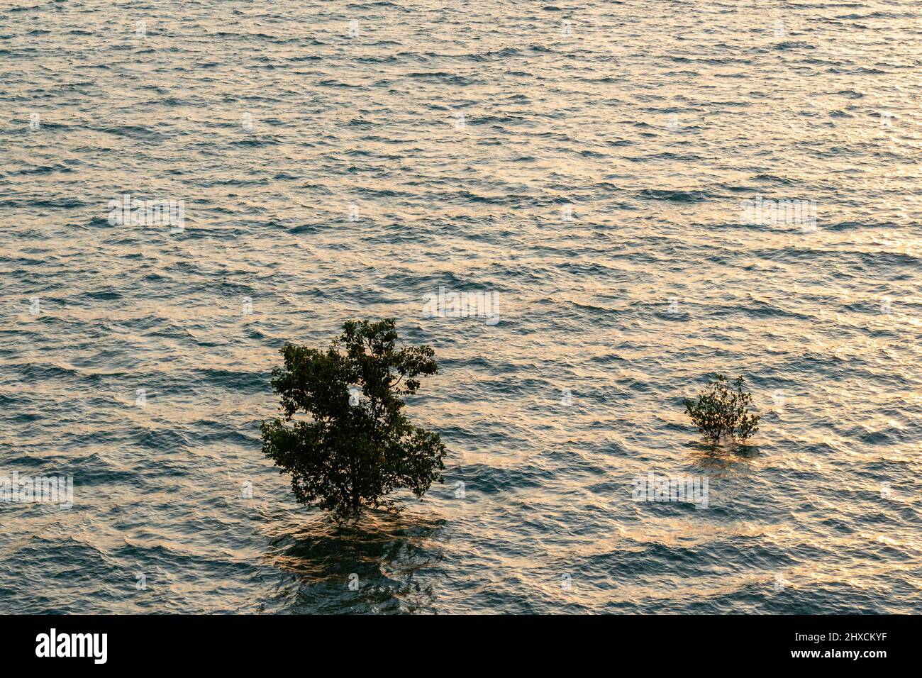 Due alberi in piedi nel mare, Oceano Pacifico, Darwin, Northern Territory, Australia Foto Stock