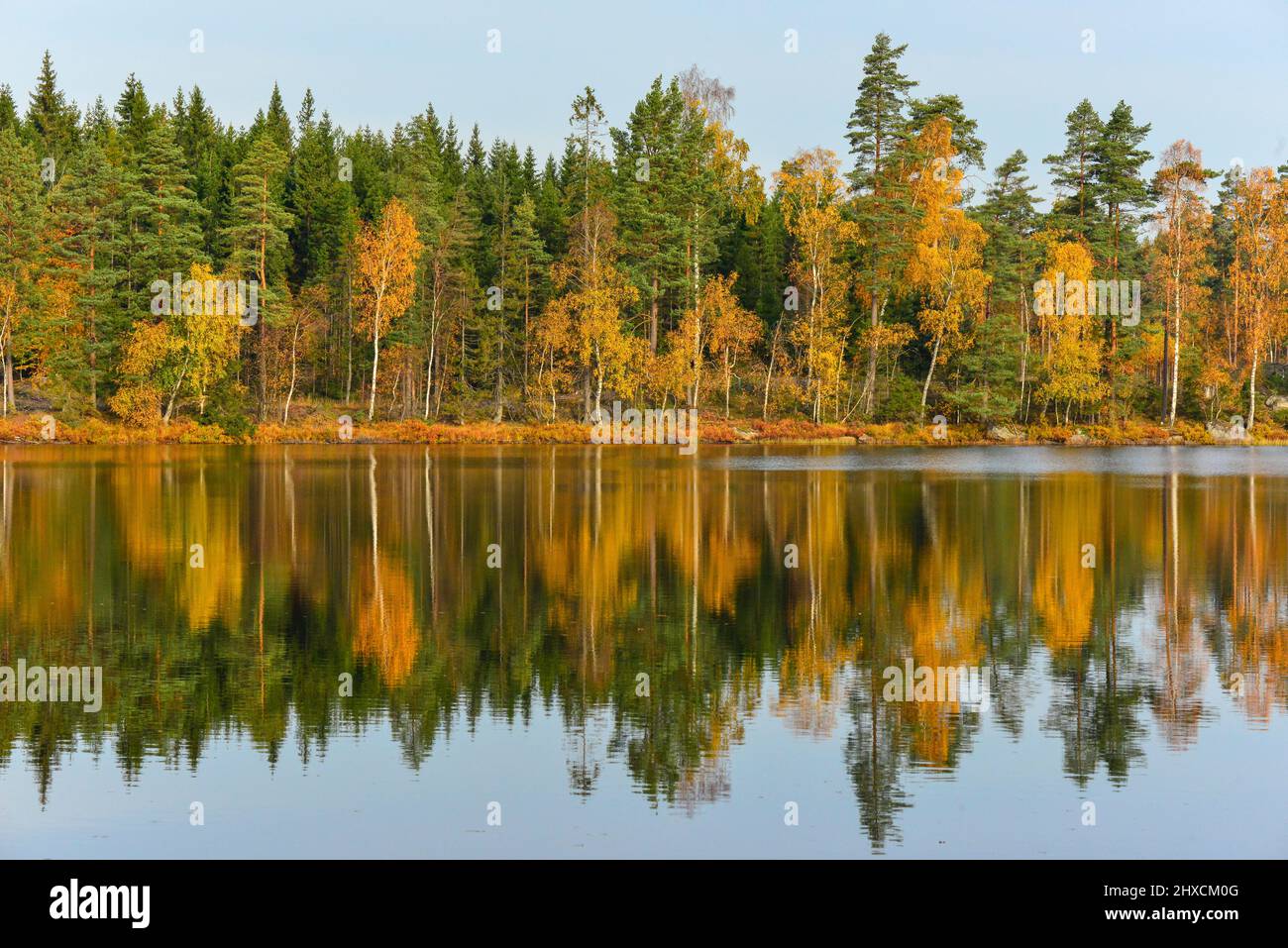 Una foresta di colore autunnale si riflette in un lago, Hyltebruk, Halland, Svezia Foto Stock