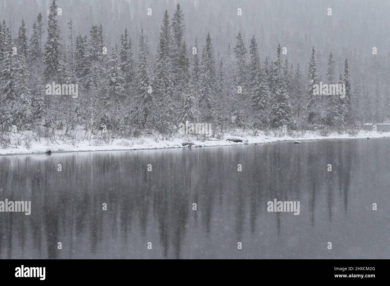 Fiume e foresta in inverno con nevicate, Borgafjäll, Lapponia, Svezia Foto Stock