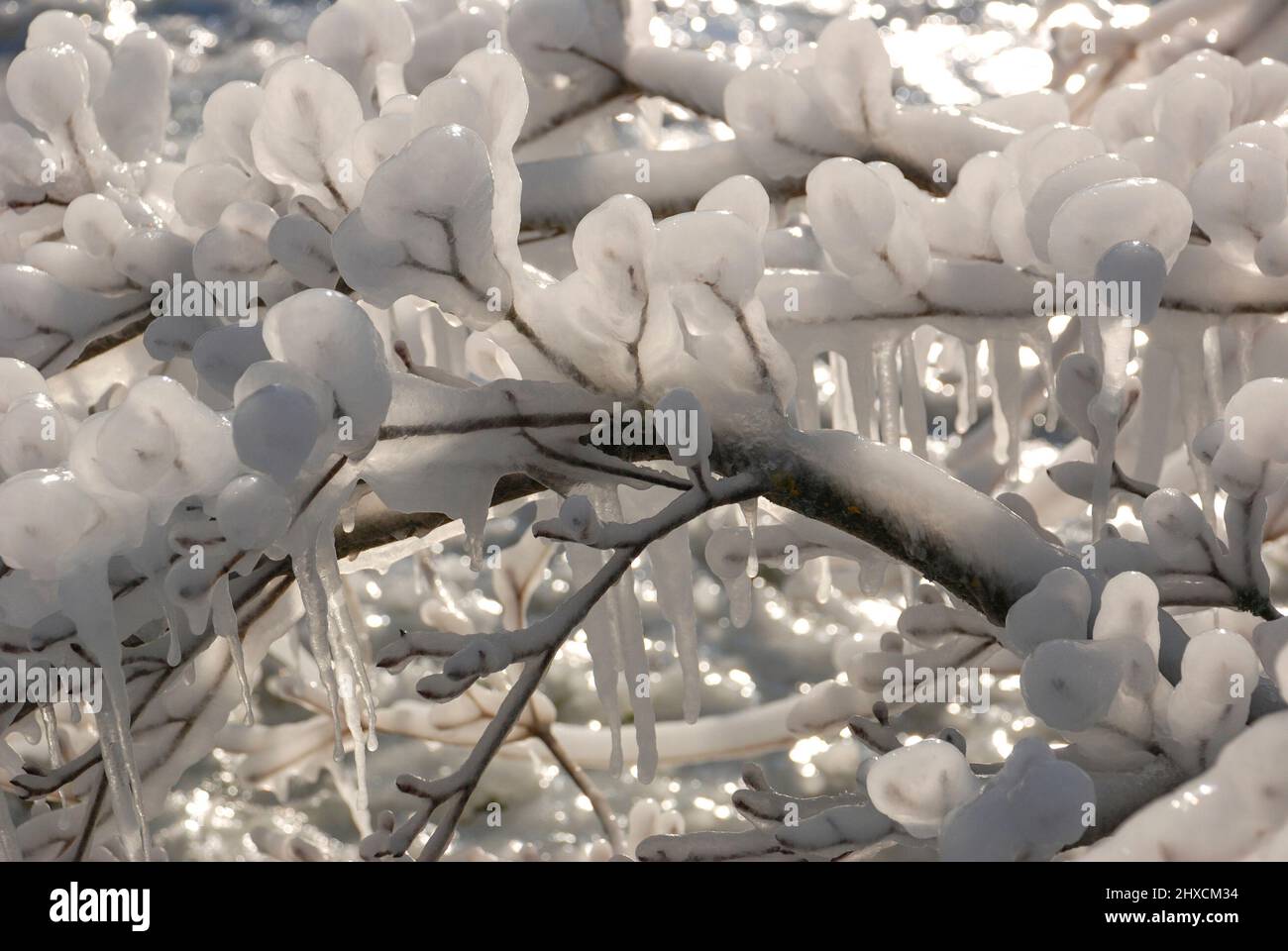 Rami completamente congelati su un albero alla luce del sole, Stiria, Austria Foto Stock