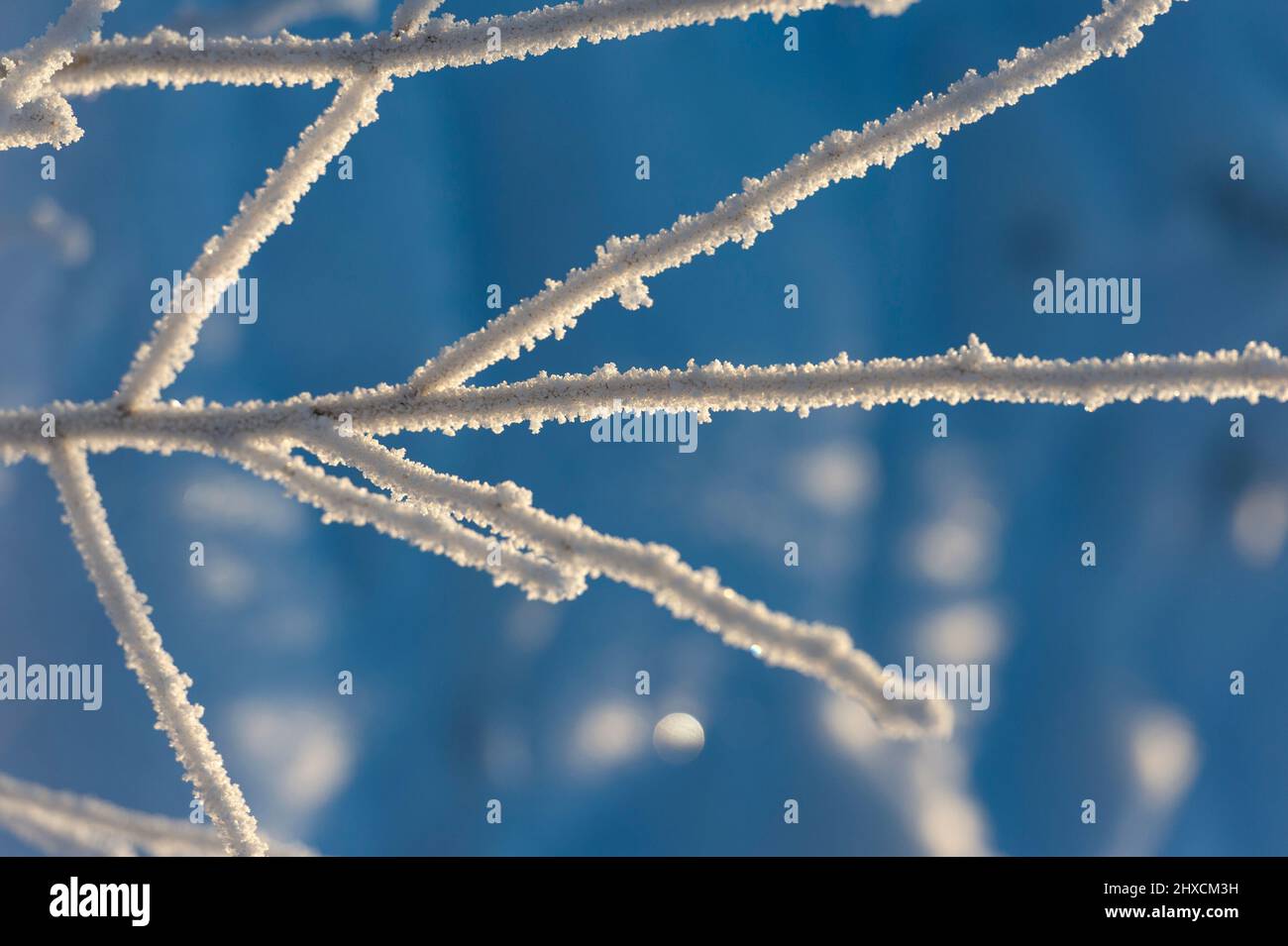 Rami di un albero ricoperto di cristalli di ghiaccio alla luce del sole, Vilhelmina, Lapponia, Svezia Foto Stock