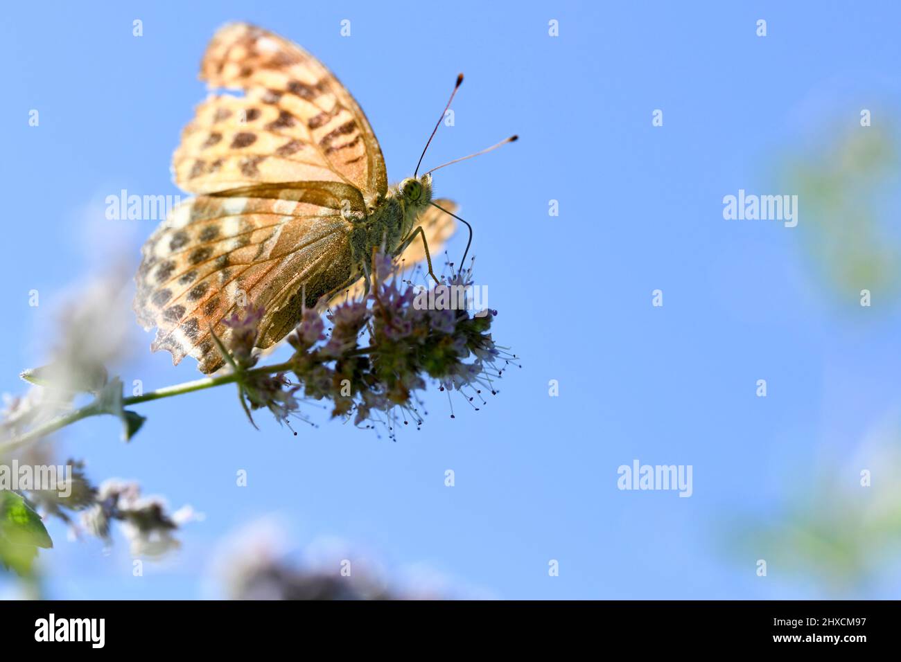 Argynnis pafia, mantello Imperatore, Silverline, Nymphalidae, farfalla Noble Foto Stock