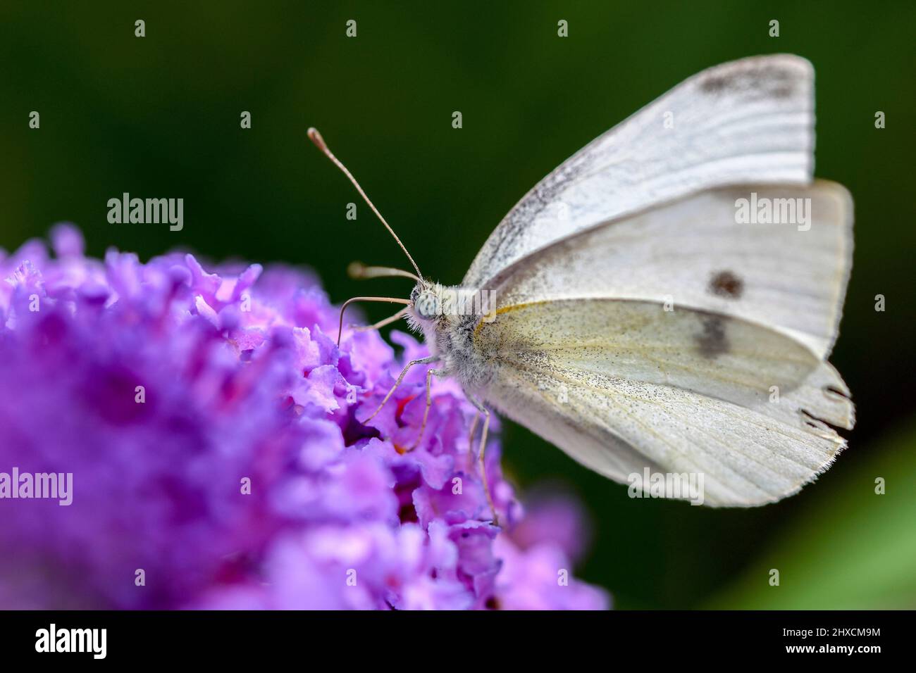 Pieris brassicae, cavolo grande bianco, farfalla Foto Stock