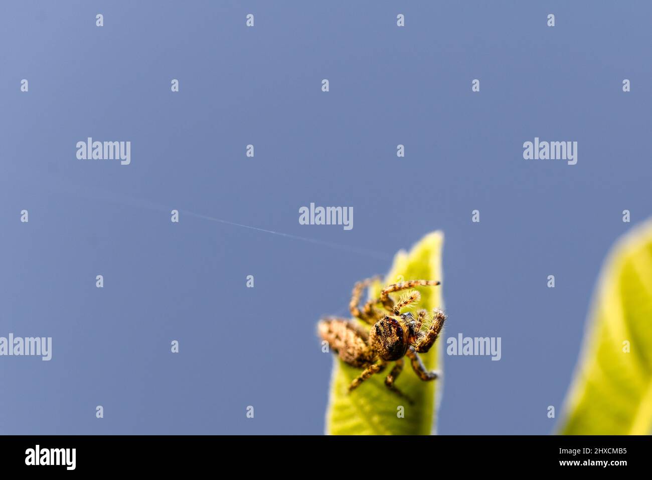 Salticus scenicus, ragno jumping zebra, ragno jumping harlequin, Salticidae Foto Stock