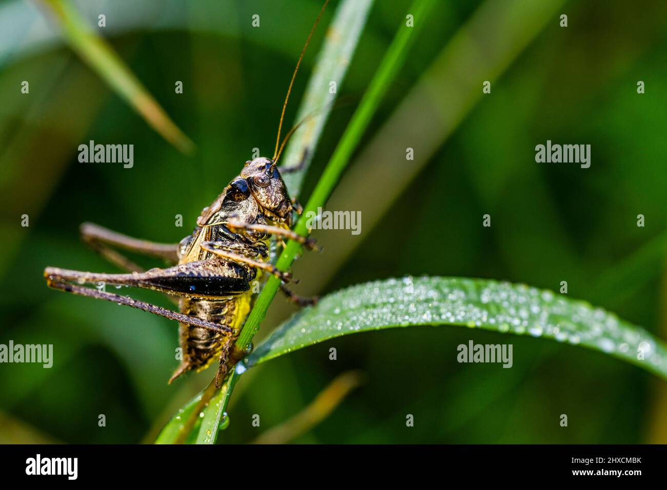 Myrmeleotettix maculatus, comune club grasshopper, Kurzfühlerschrecke, Acrididae Foto Stock