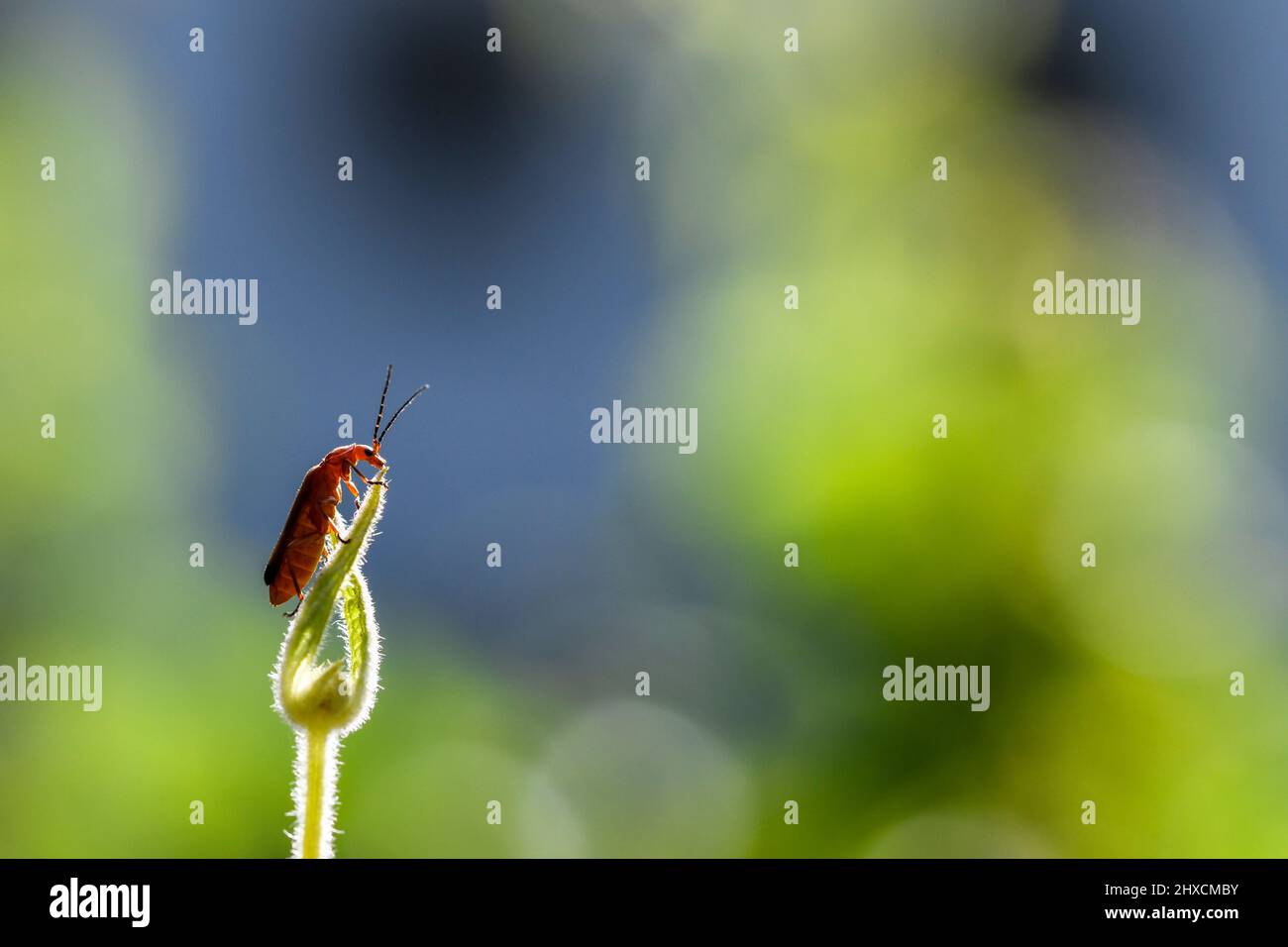Rhagonycha fulva, scarabeo soldato rosso comune, Cantharidae, scarabeo morbido Foto Stock