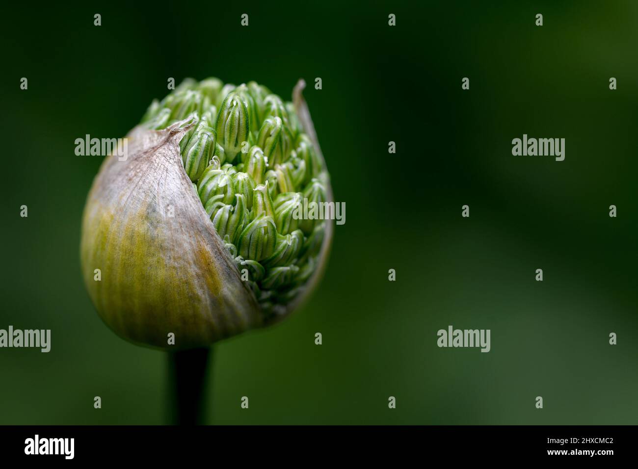 Allium, Allium giganteum, Amaryllidaceae, Amaryllisgewächs Foto Stock
