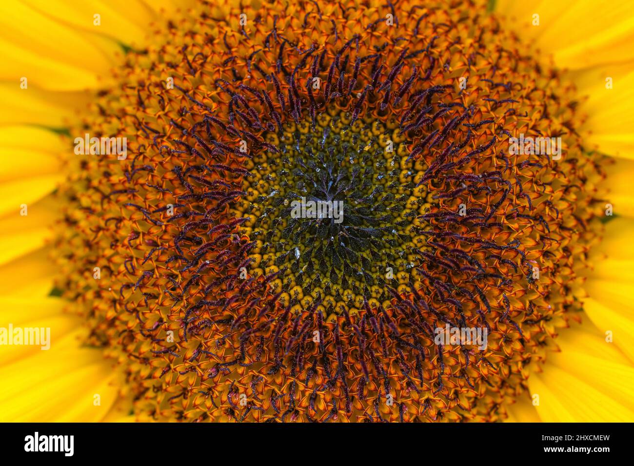 Helianthus annuus, Sunflower, Compositae Foto Stock