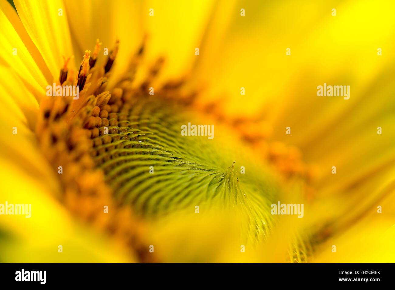 Helianthus annuus, Sunflower, Compositae Foto Stock
