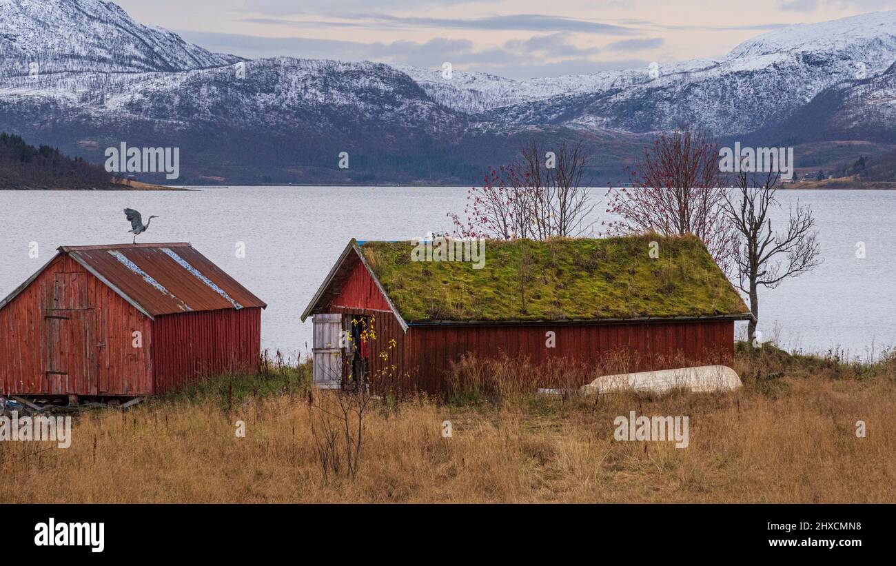 La zona intorno a Botnhamn, Gamvika e Husoy a nord-est dell'isola, gli aironi sul tetto, Foto Stock