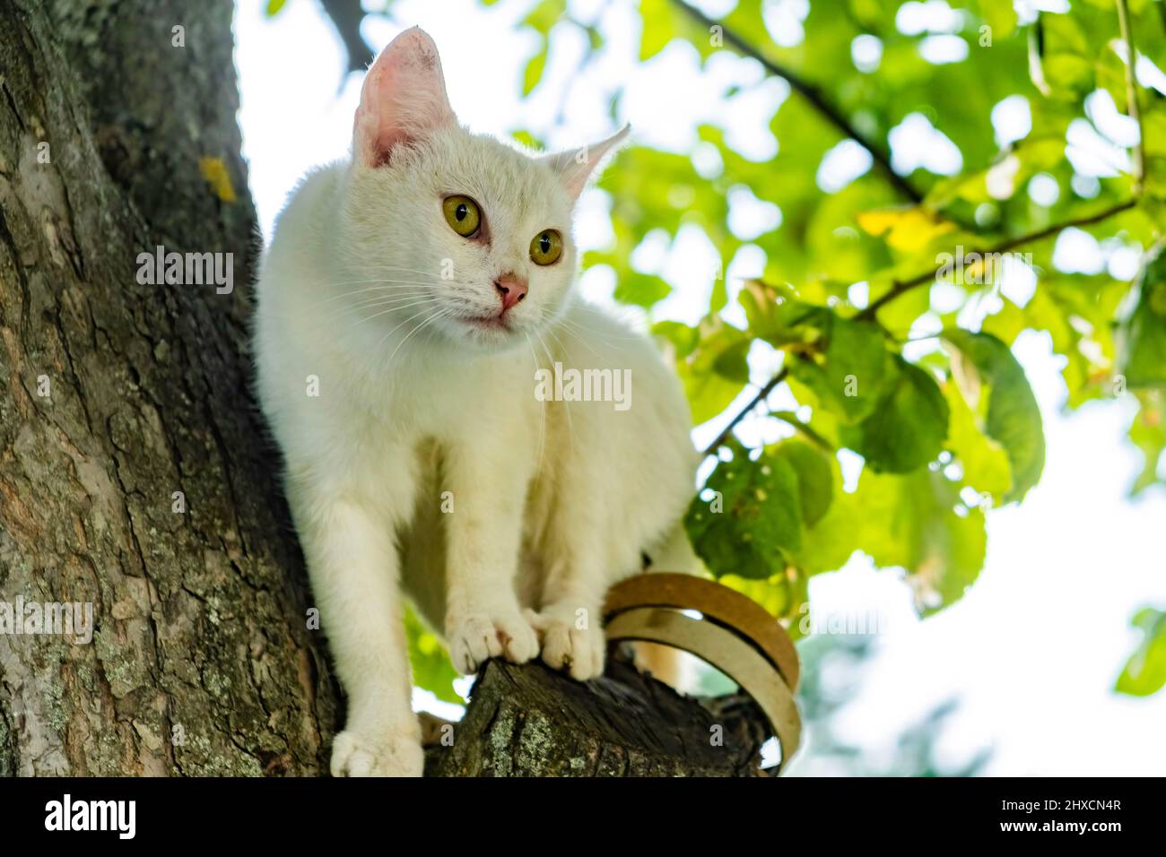 Gatto bianco su un albero a caccia di uccelli Foto Stock