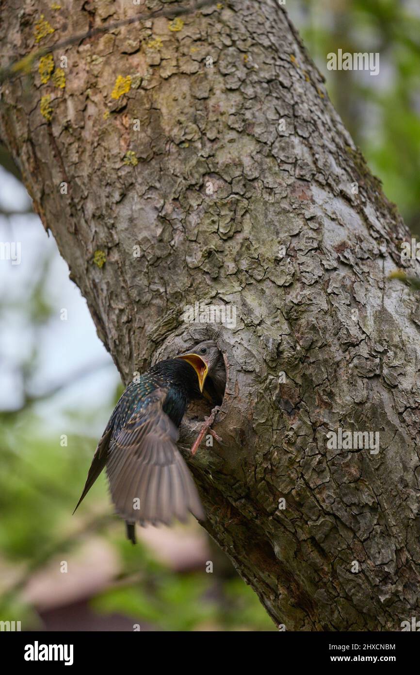 Europa, Germania, bassa Sassonia, Reinstorf. Starling (Sturnus vulgaris) nutrendo i giovani nel nido. Foto Stock