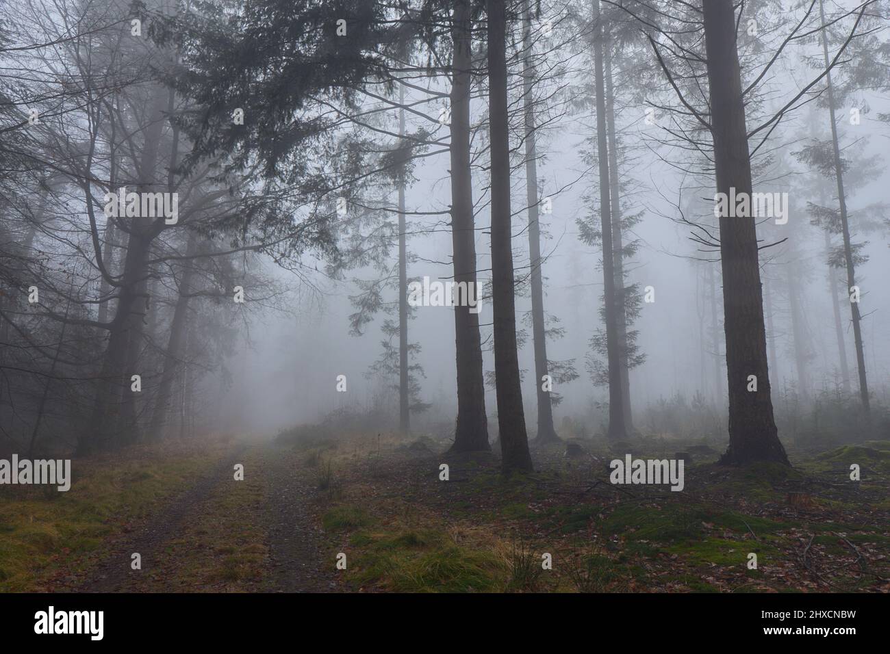 Europa, Germania, bassa Sassonia, Wingst. Nebbia spessa nella foresta. Foto Stock