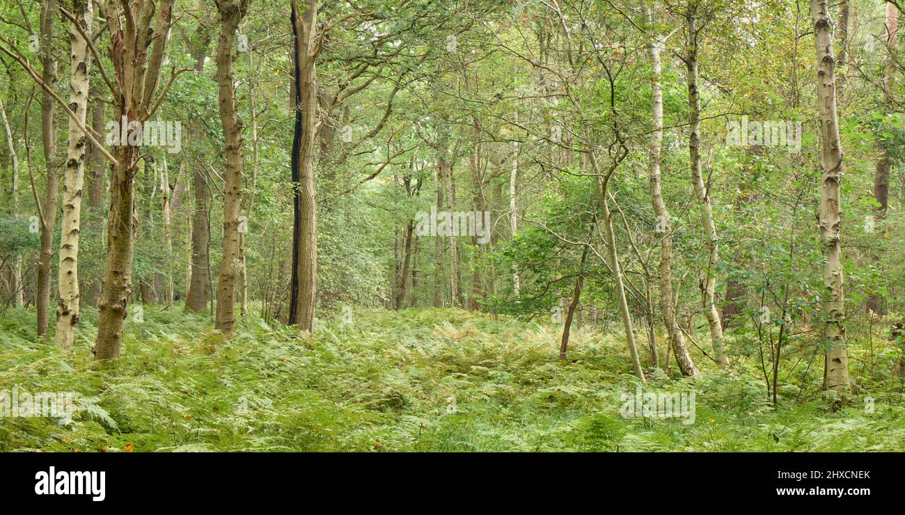 Europa, Germania, bassa Sassonia, AhlenFalkenberg. Nella foresta di brughiera, poco prima dell'autunno. Foto Stock