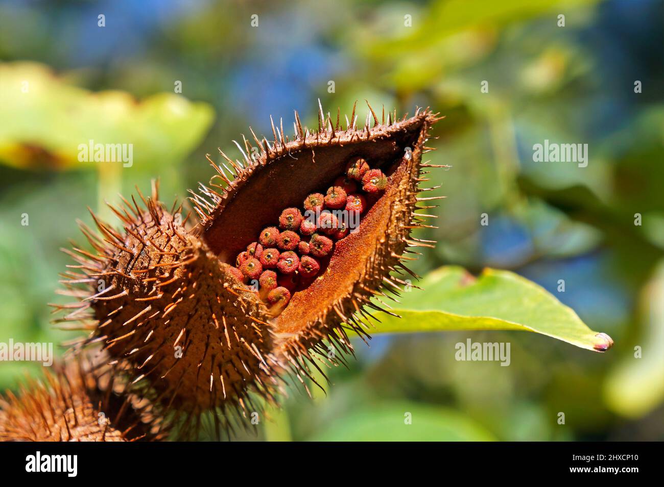 Semi di Achiote su albero (Bixa orellana) Foto Stock