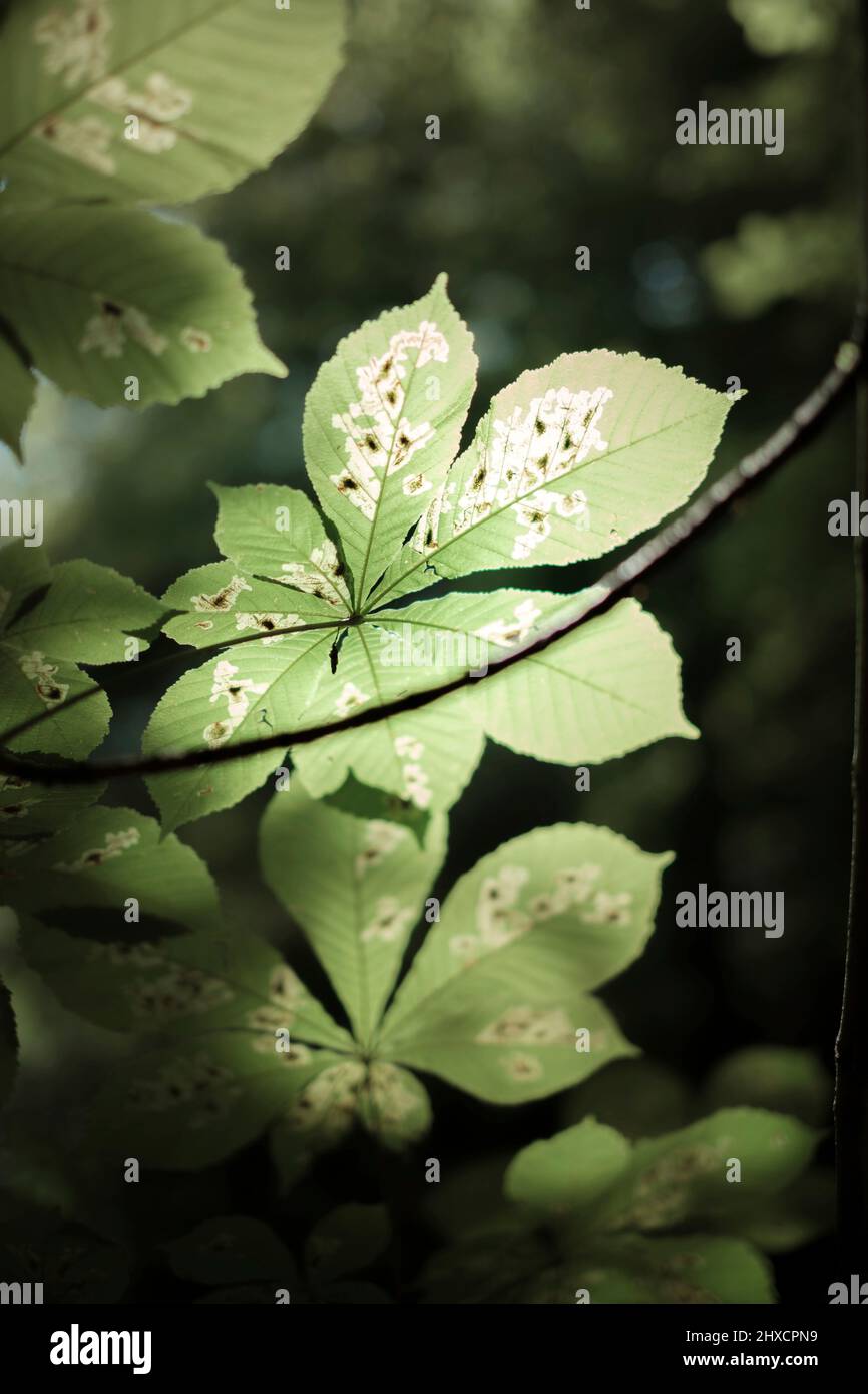 foglie di castagno al sole con bokeh Foto Stock