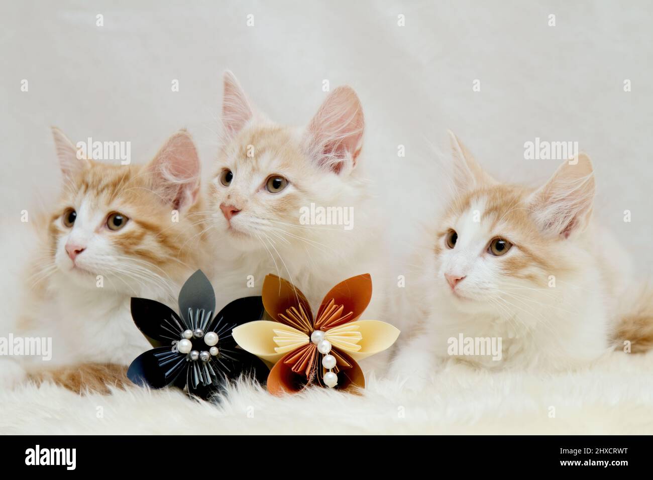 Tre gattini di gatto della foresta norvegese giovani con fiori di origami Foto Stock
