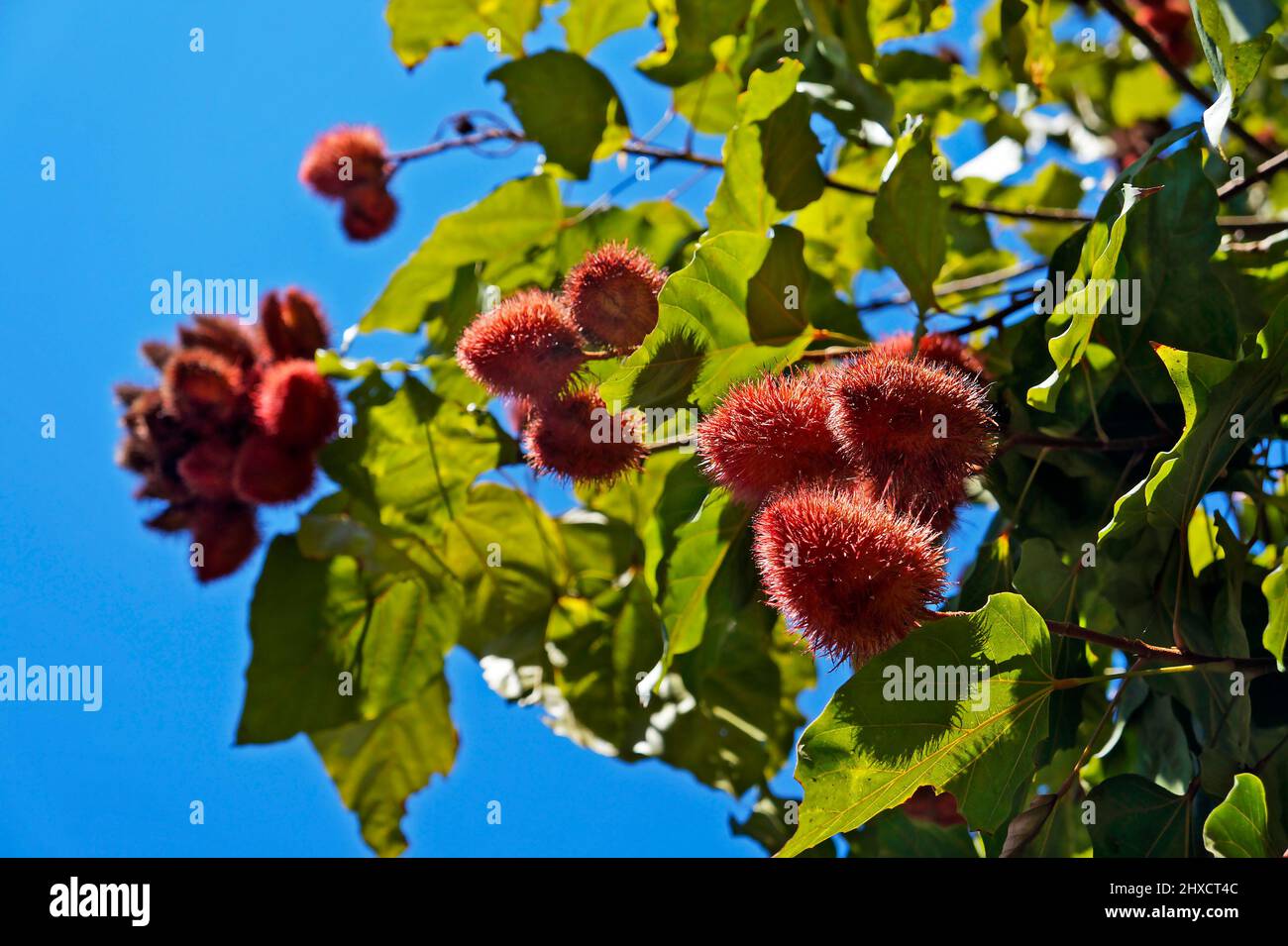 Frutti di Achiote su albero (Bixa orellana) Foto Stock