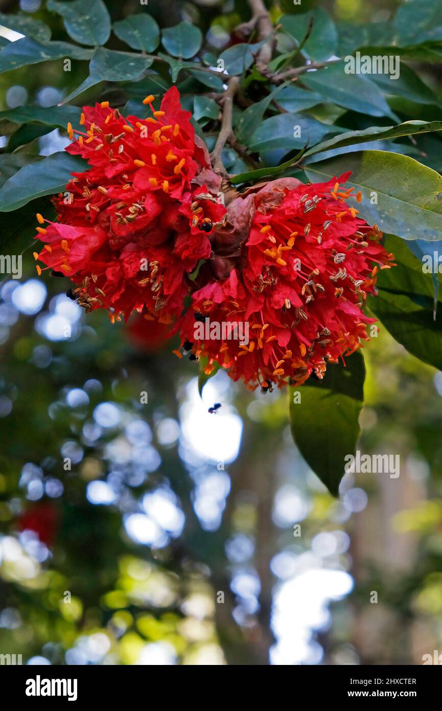 Fiori di fagiolo di fiamma scarlatto o fiori di rosa di montagna (GRANDIGENEA Brownea) Foto Stock