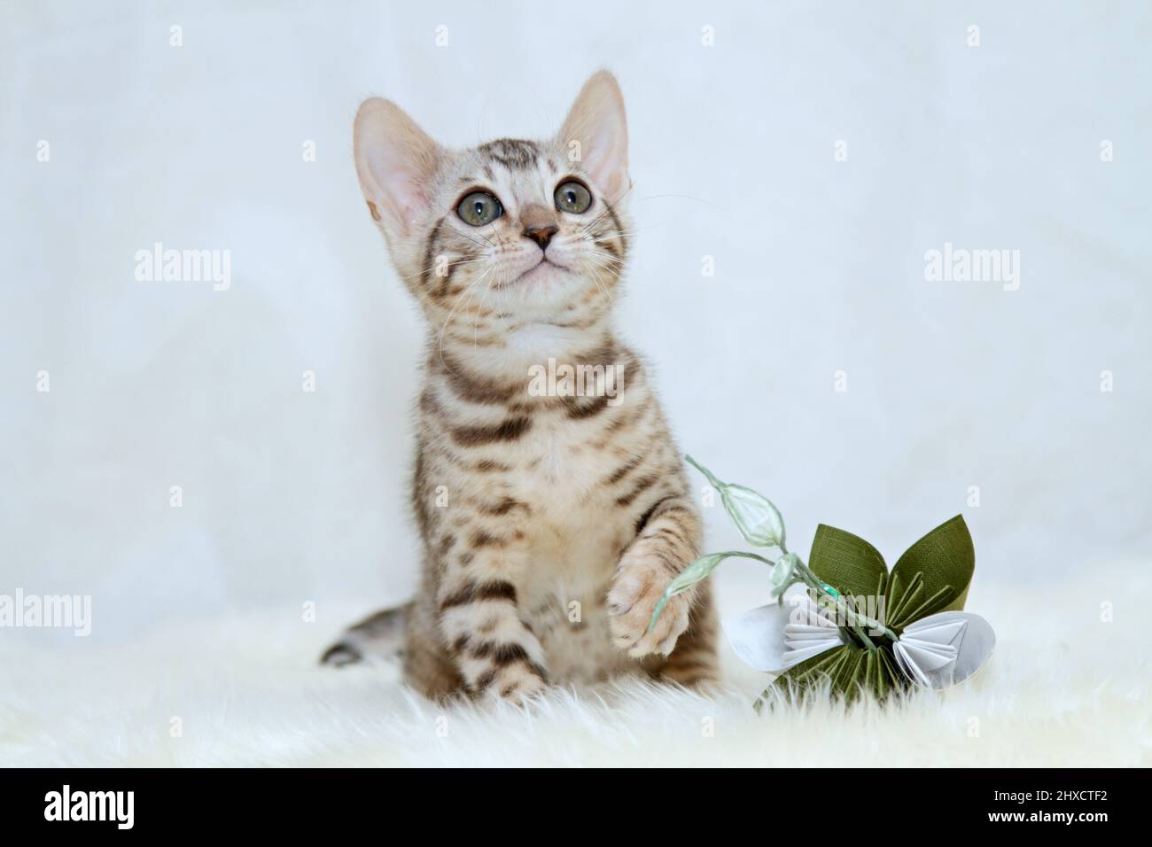 Gattino bengala con un fiore di origami su una pelle di pecora Foto Stock