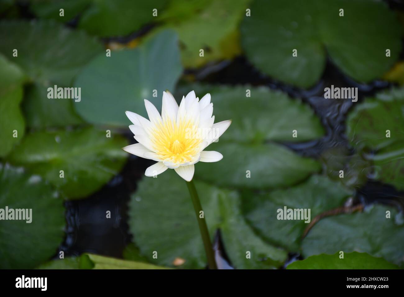 lotus più lento in un giardino Foto Stock